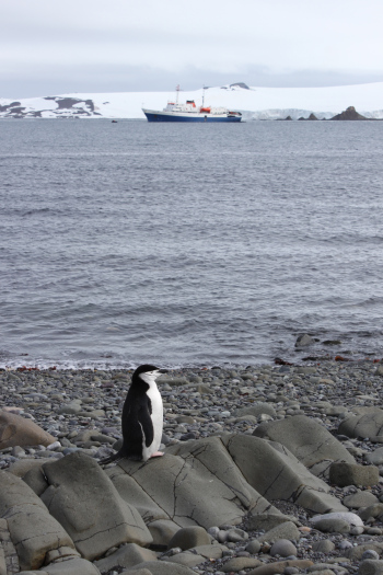 ship_penguin