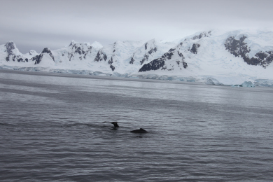 whales